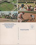 1978 Florida Baseball Schools - Teaching the Basic Foundamentals of Baseball Postcard.jpg